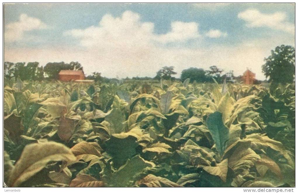 USA – United States – Tobacco As Grown In Virginia, Old Unused Postcard [P5553] - Other & Unclassified