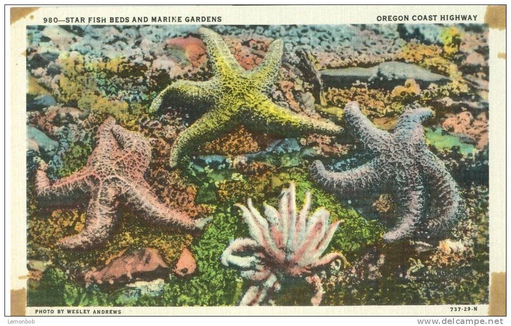 USA – United States – Star Fish Beds And Marine Gardens, Oregon Coast Highway, Unused Linen Postcard [P5618] - Other & Unclassified