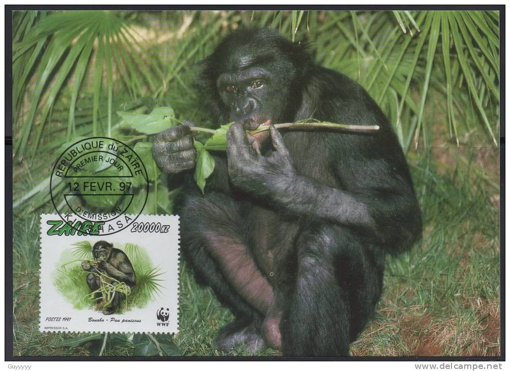 WWF - 1997 - Zaire - Bonobo - 1 Carte + 1 Lettre - Other & Unclassified