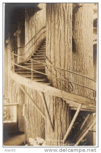 Seattle WA Washington State Museum University Of WA, Winding Staircase Giant Tree, C1910s Vintage Real Photo Postcard - Seattle