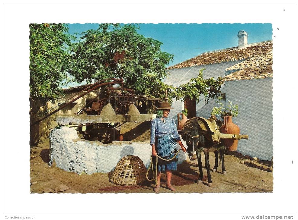 Cp, Portugal, Algarve, Typique Porteuse D'eau - Otros & Sin Clasificación
