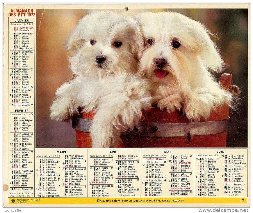 CALENDRIER ALMANACH DES P.T.T.  1977 CHIENS BICHON CHAT - Big : 1971-80