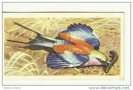 @@@ TROPICAL BIRDS Collection Card - Brooke Bond Tea - No:15 - LILAC BREASTED ROLLER - Other & Unclassified