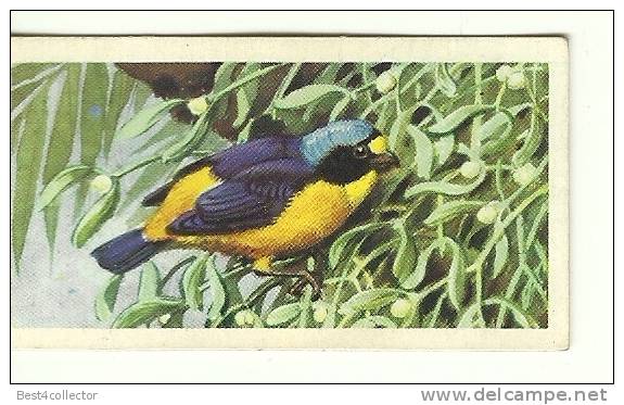 @@@ TROPICAL BIRDS Collection Card - Brooke Bond Tea - No:29 - BLUE-HOODED EUPHONIA - Other & Unclassified