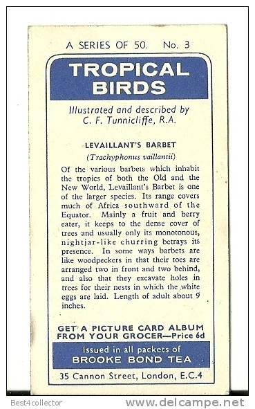 @@@ TROPICAL BIRDS Collection Card - Brooke Bond Tea - No:31 - SUN BITTERN - Other & Unclassified
