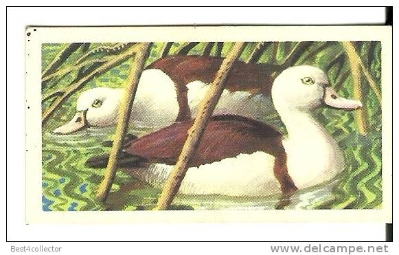 @@@ TROPICAL BIRDS Collection Card - Brooke Bond Tea - No:46 - RADJAH SHELDUCK - Other & Unclassified