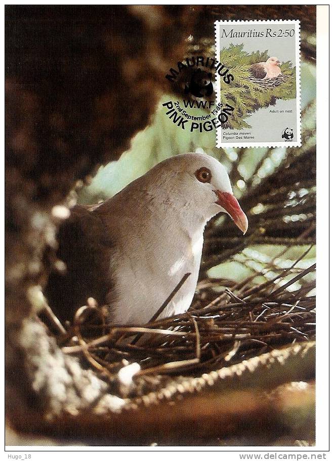 Carte Mauritius 1985:  Wwf  Pigeon 2.50r - Duiven En Duifachtigen