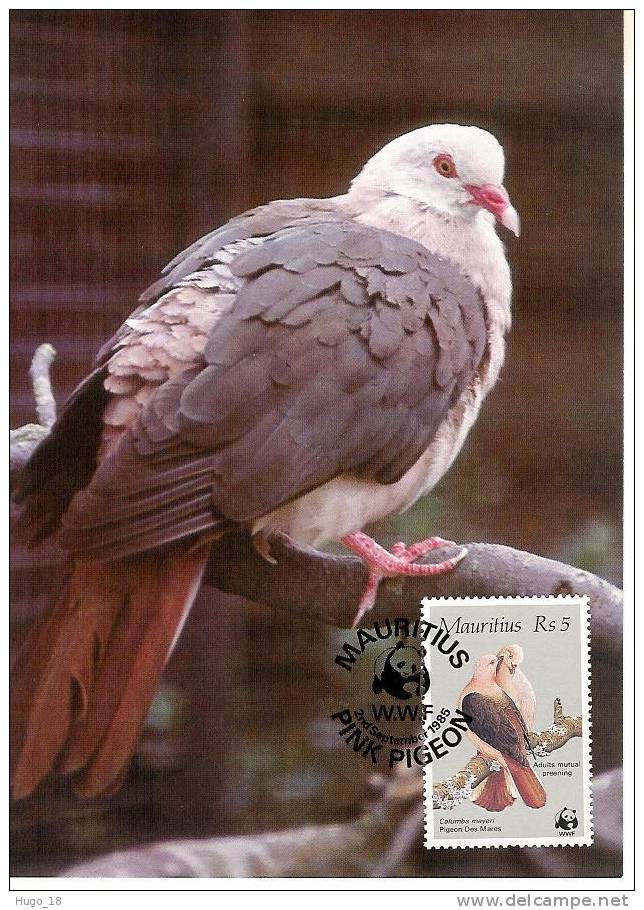 Carte Mauritius 1985:  Wwf  Pigeon  5 Roupies - Tauben & Flughühner