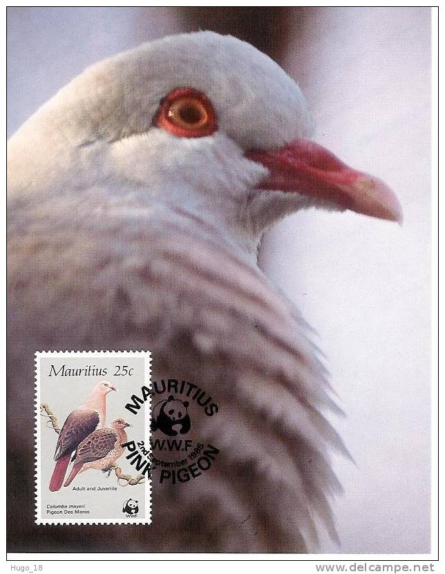 Carte Mauritius 1985:  Wwf  Pigeon  25 Cents - Palomas, Tórtolas