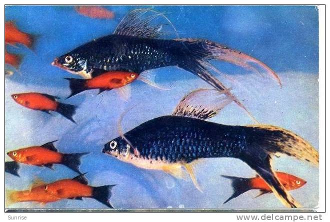 Photo  Postcard “ Aquarian Fishs Platyfish Divaricate ” - Pescados Y Crustáceos