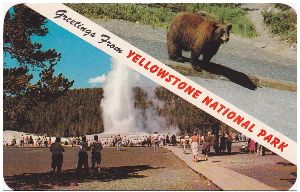 Old Faithful Geyser And Brown Bear, Greetings From Yellowstone National Park,  Wyoming, 40-60s - Yellowstone