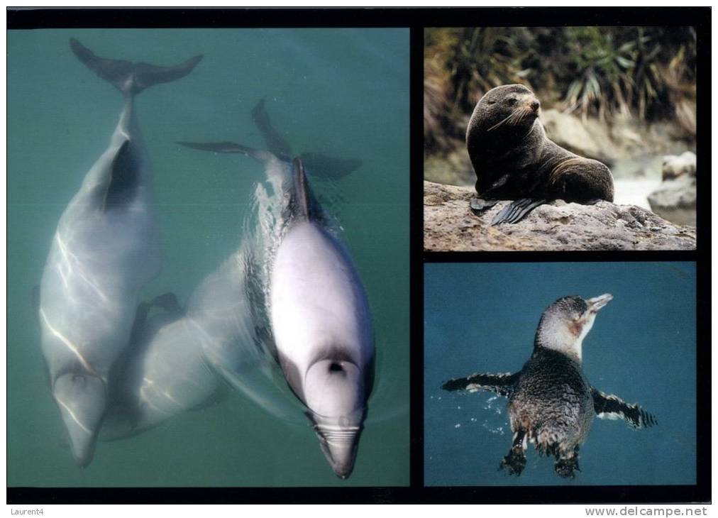 (141) Bird - Oiseau - Australia - Penguin - Sealion - Dolphin - Dauphins