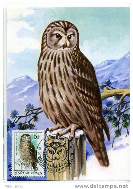 CARTE MAXIMUM HIBOUX HONGRIE - Owls