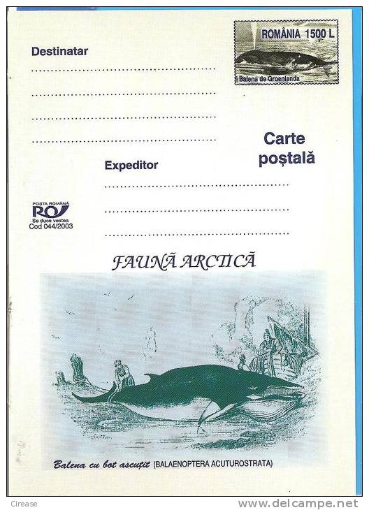 Fauna Arctic Greenland Whale ROMANIA Postal Stationery Postcard 2003 - Wale