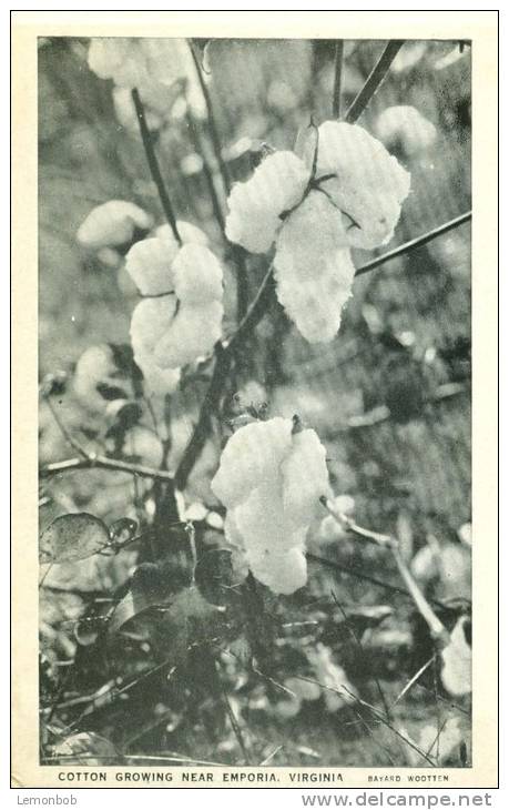 USA – United States – Cotton Growing Near Emporia, Virginia, Unused Postcard [P5788] - Other & Unclassified