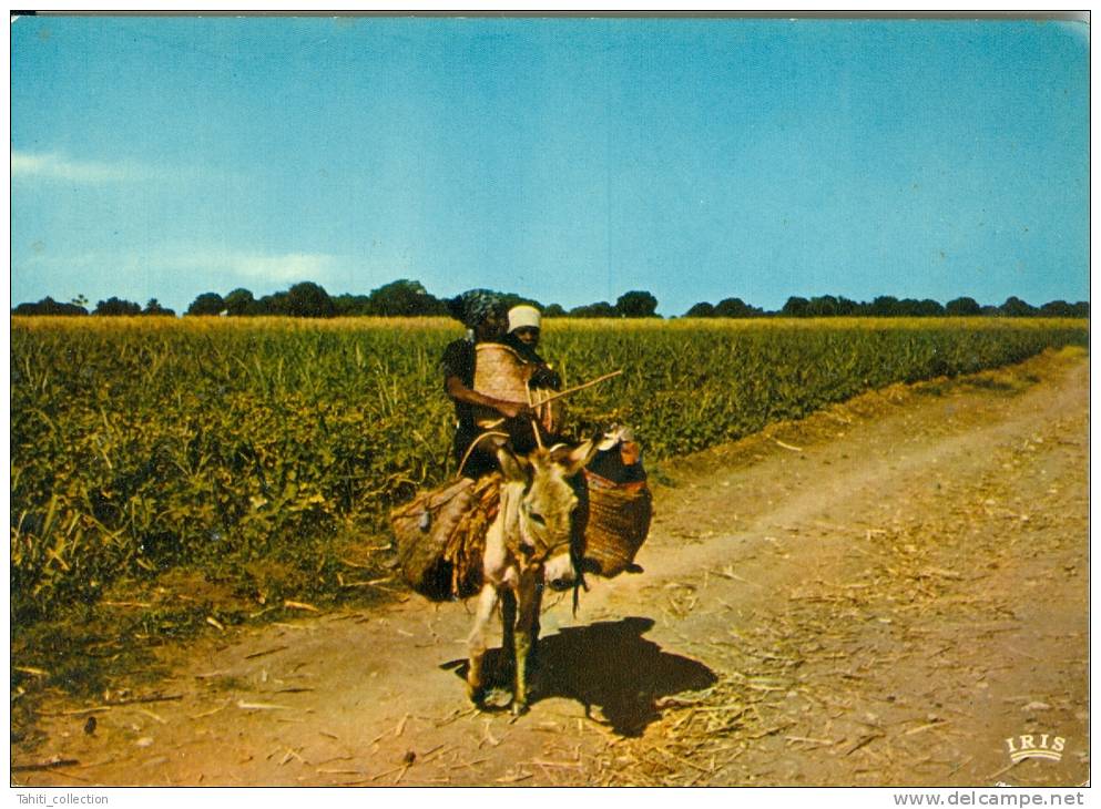 HAITI - Retour Du Marché - Autres & Non Classés