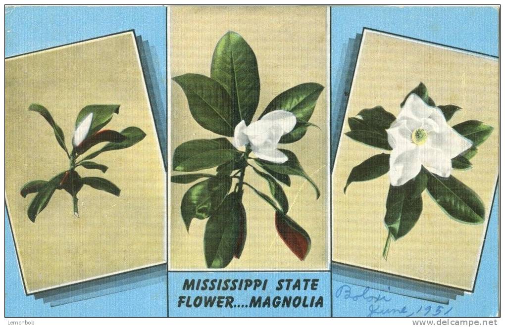 USA – United States – Mississippi State Flower, Magnolia, 1951 Used Postcard [P5883] - Other & Unclassified