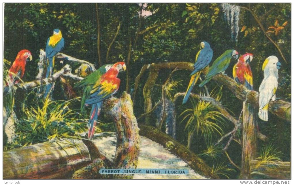 USA – United States - Parrot Jungle, Miami, Florida, Unused Linen Postcard [P5927] - Miami