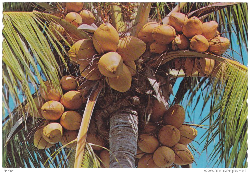 TROPICAL  COCONUT PALM  Bouquets De Cocos - Autres & Non Classés