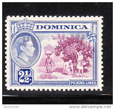 Dominica 1938-47 KG Picking Limes 2 1/2p MLH - Dominica (...-1978)