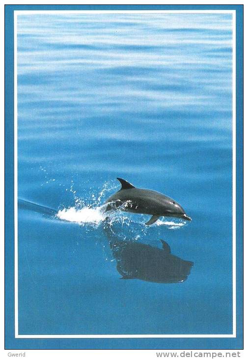 CARTE POSTALE - DAUPHIN - Dauphins