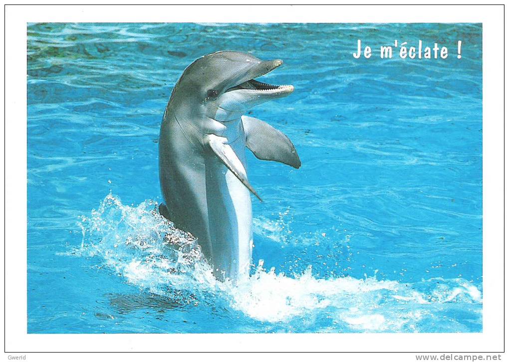 CARTE POSTALE - DAUPHIN - Delfines