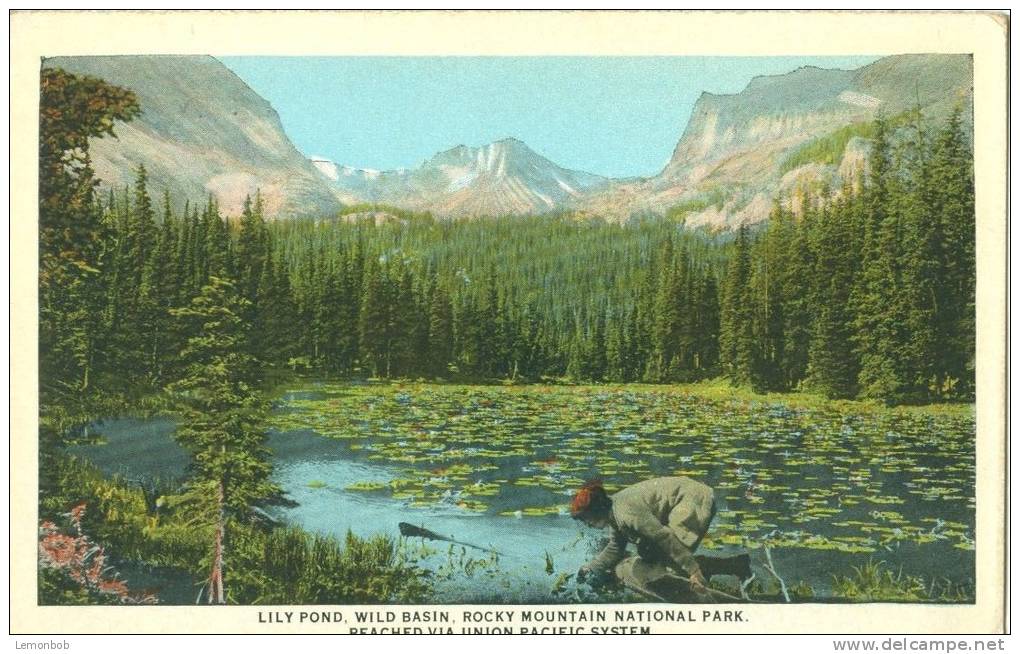 USA – United States – Lily Pond, Rocky Mountain National Park, Early 1900s Unused Postcard [P5998] - Rocky Mountains