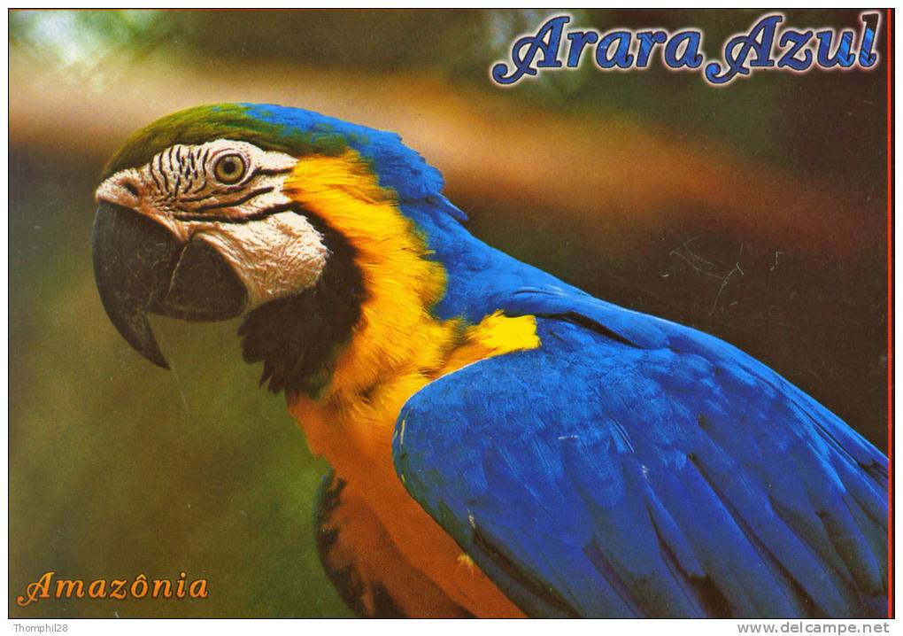BRASIL TURISTICO - MANAUS - AMAZONAS - Arara Azul - 2 Scans - Manaus