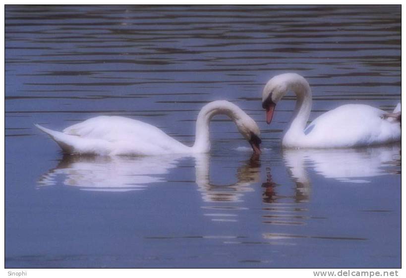 03A 058  @    Bird Swans Oiseaux  Cygnes Vögel  Schwäne Pájaros  Cisnes  ( Postal Stationery , Articles Postaux ) - Zwanen