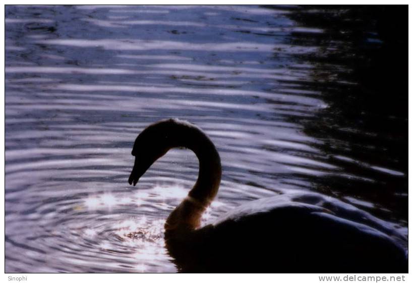 03A 059  @    Bird Swans Oiseaux  Cygnes Vögel  Schwäne Pájaros  Cisnes  ( Postal Stationery , Articles Postaux ) - Schwäne