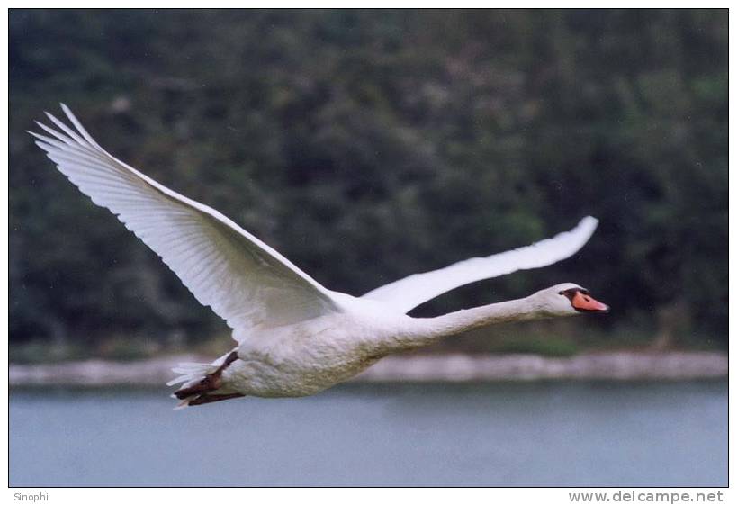 03A 060  @    Bird Swans Oiseaux  Cygnes Vögel  Schwäne Pájaros  Cisnes  ( Postal Stationery , Articles Postaux ) - Zwanen