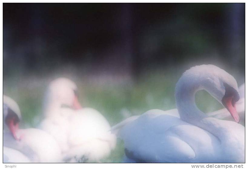 03A 062  @    Bird Swans Oiseaux  Cygnes Vögel  Schwäne Pájaros  Cisnes  ( Postal Stationery , Articles Postaux ) - Swans