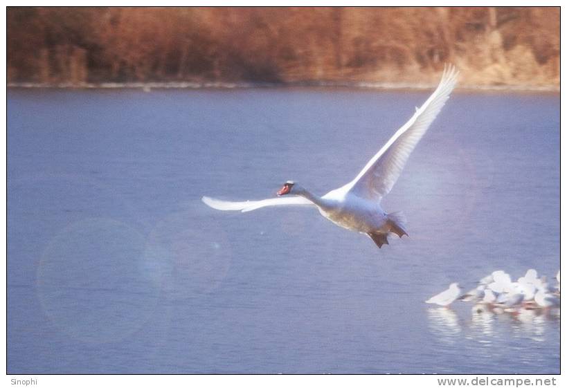 03A 065  @    Bird Swans Oiseaux  Cygnes Vögel  Schwäne Pájaros  Cisnes  ( Postal Stationery , Articles Postaux ) - Zwanen