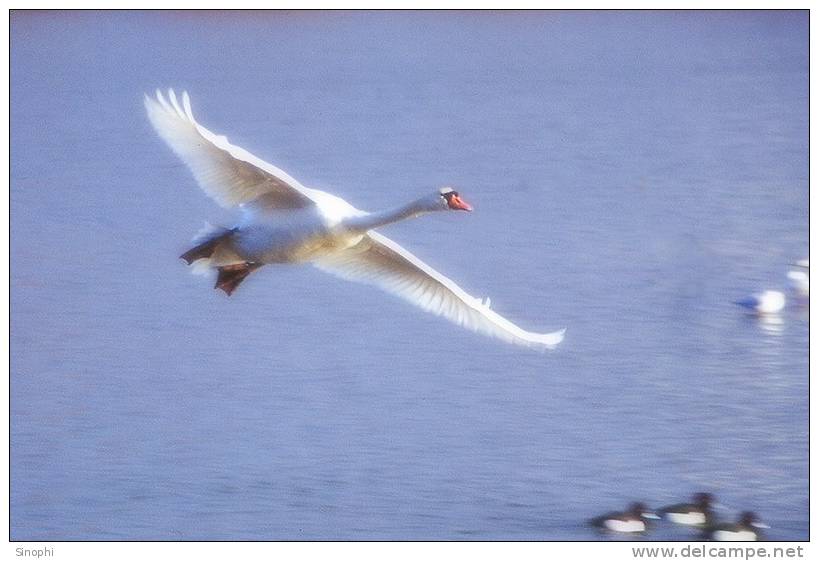 03A 066  @    Bird Swans Oiseaux  Cygnes Vögel  Schwäne Pájaros  Cisnes  ( Postal Stationery , Articles Postaux ) - Swans