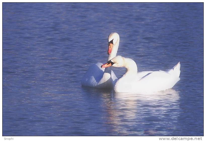 03A 071  @    Bird Swans Oiseaux  Cygnes Vögel  Schwäne Pájaros  Cisnes  ( Postal Stationery , Articles Postaux ) - Cigni