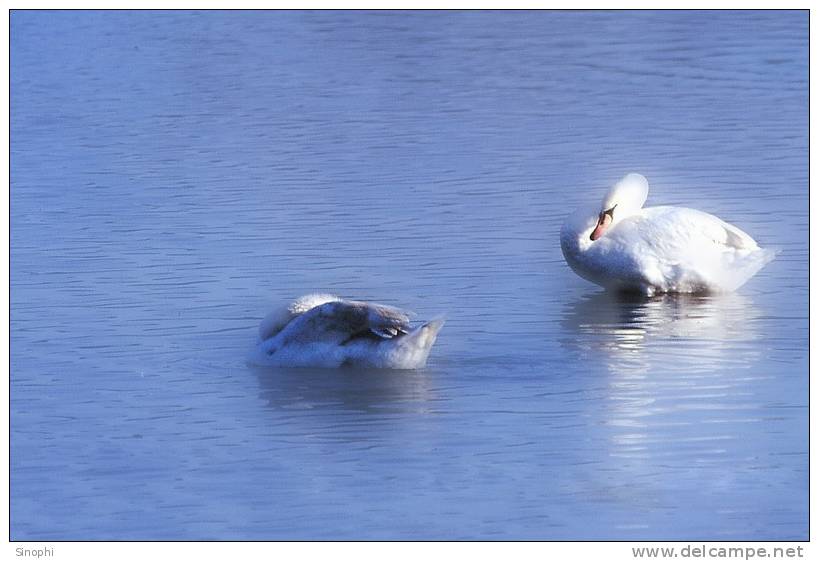 03A 072  @    Bird Swans Oiseaux  Cygnes Vögel  Schwäne Pájaros  Cisnes  ( Postal Stationery , Articles Postaux ) - Zwanen