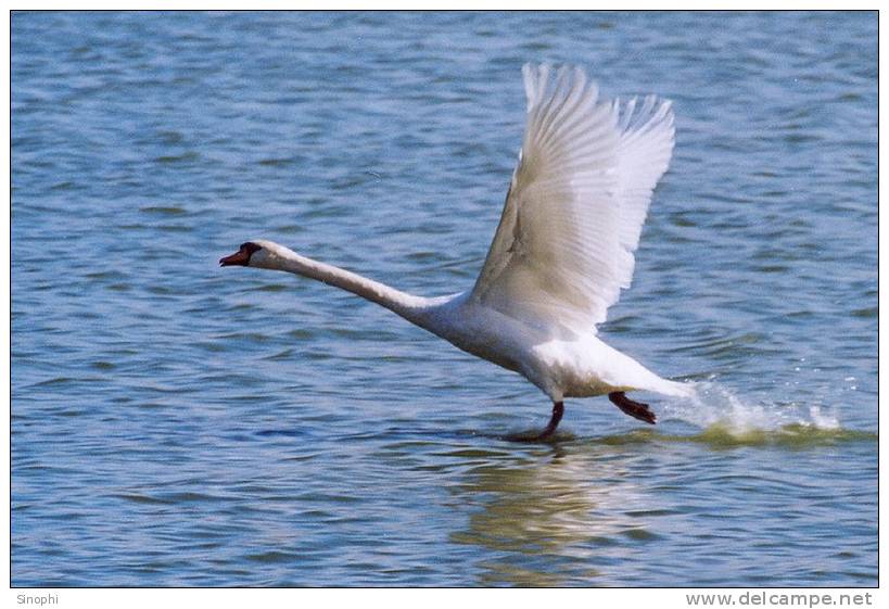 03A 073  @    Bird Swans Oiseaux  Cygnes Vögel  Schwäne Pájaros  Cisnes  ( Postal Stationery , Articles Postaux ) - Swans
