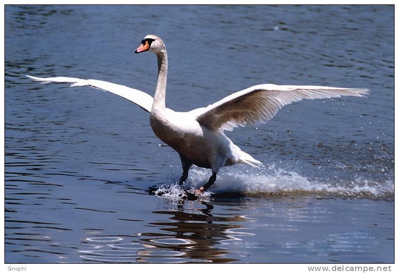 03A 076   @    Bird Swans Oiseaux  Cygnes Vögel  Schwäne Pájaros  Cisnes  ( Postal Stationery , Articles Postaux ) - Swans