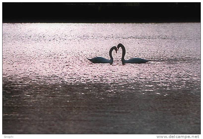 03A 083   @    Bird Swans Oiseaux  Cygnes Vögel  Schwäne Pájaros  Cisnes  ( Postal Stationery , Articles Postaux ) - Cigni