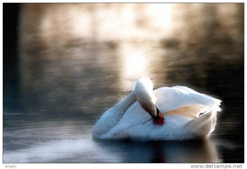 03A 085   @    Bird Swans Oiseaux  Cygnes Vögel  Schwäne Pájaros  Cisnes  ( Postal Stationery , Articles Postaux ) - Swans