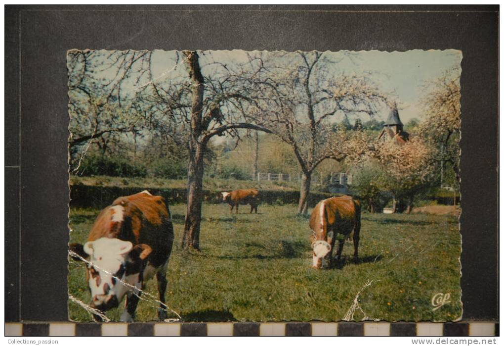 NORMANDIE PAYSAGE NORMAND ET POMMIERS EN FLEURS - Basse-Normandie