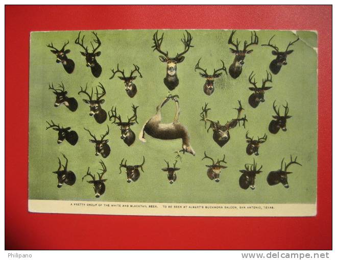 - Texas > San Antonio--      White & Blacktail Deer  At Alberts Uckhorn Saloon  --- Ca 1910 --- ===  == Ref 268 - San Antonio
