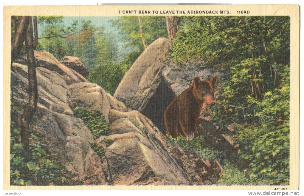 USA – United States – I Can't Bear To Leave The Adirondack Mts. Unused Linen Postcard [P6029] - Adirondack