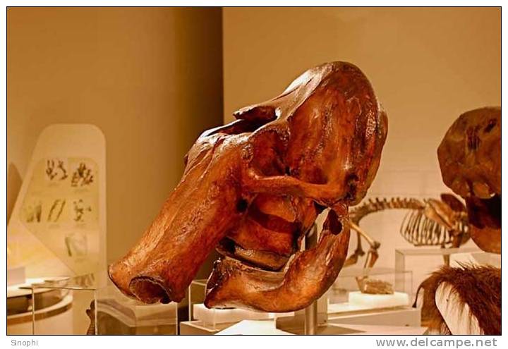 05A  018    @   Fossil  Mammoth Mammuthus   ( Postal Stationery , Articles Postaux ) - Fossilien