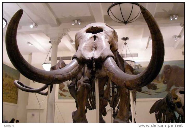 05A  025    @   Fossil  Mammoth Mammuthus   ( Postal Stationery , Articles Postaux ) - Fossielen