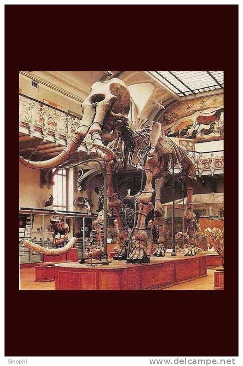 05A 048    @   Mammoth Mammuthus Fossil ,    ( Postal Stationery , Articles Postaux ) - Fossielen