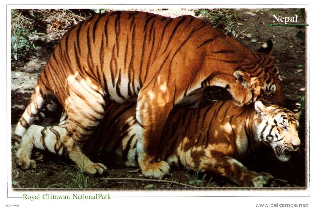 CPM NEPAL  CHITWAN NATIONAL PARK TIGER TIGRE BREEDING SAILLIE  LOVERS  (NON ECRITE) - Nepal