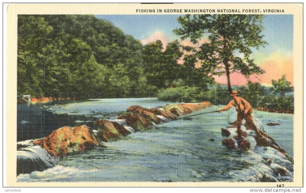 USA – United States – Fishing In George Washington National Forest, Virginia, Unused Linen Postcard [P6104] - Other & Unclassified