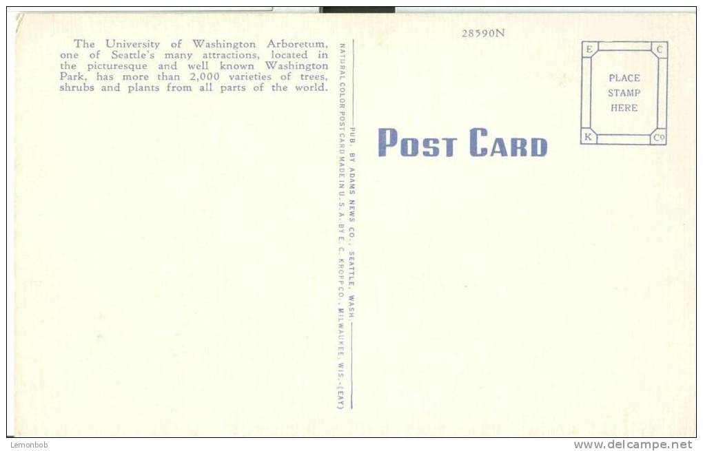 USA – United States – Scene In University Of Washington Arboretum, Washington Park, Seattle, Washington, Postcard[P6164] - Seattle