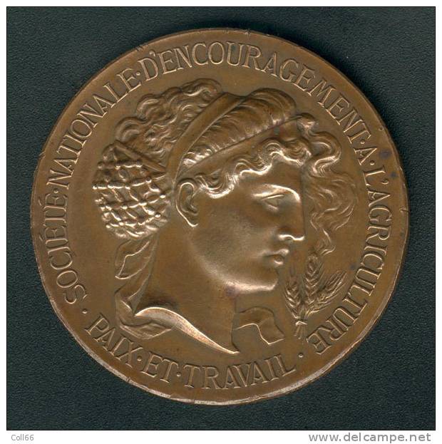 Belle Femme Paix Et Travail Sté D´encouragement à L´Agriculture Bronze Diam 5cm 58gr Médaille+boite - Autres & Non Classés